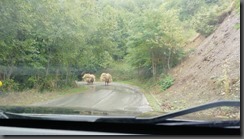 IMG_20190926_093059_BURST100